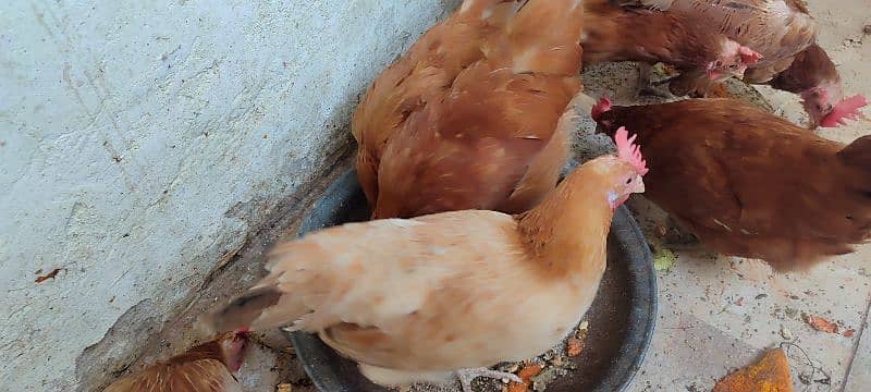 Hens For Sale 10