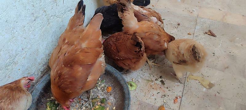 Hens For Sale 11