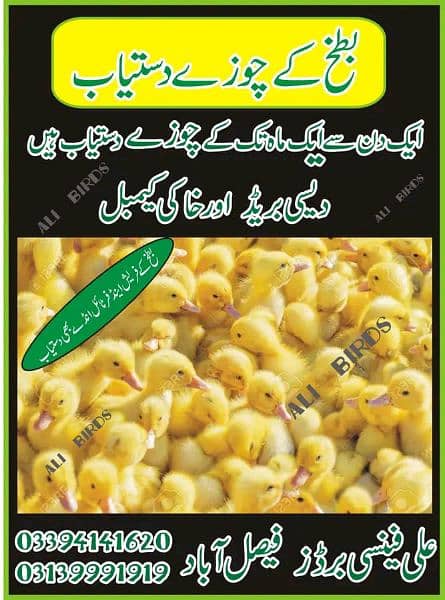 Duck chix  بطخ کے چوزے دستیاب 10