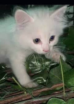persian white kitten