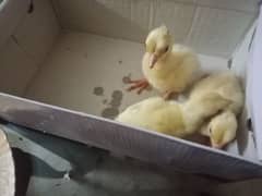 peacock chicks for sale 0