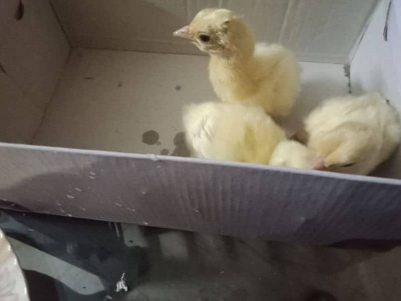 peacock chicks for sale 1