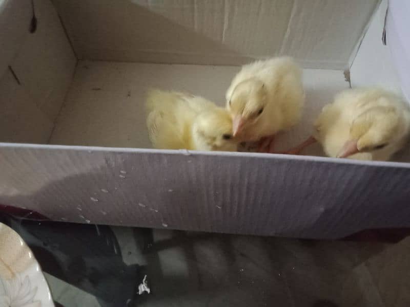 peacock chicks for sale 2