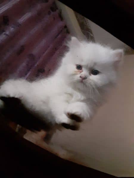 Persian kitten for sale 6