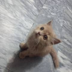 cute Persian cat brown hair yellow and blue eyes
