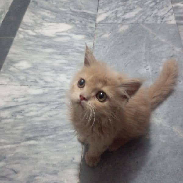cute Persian cat brown hair 1