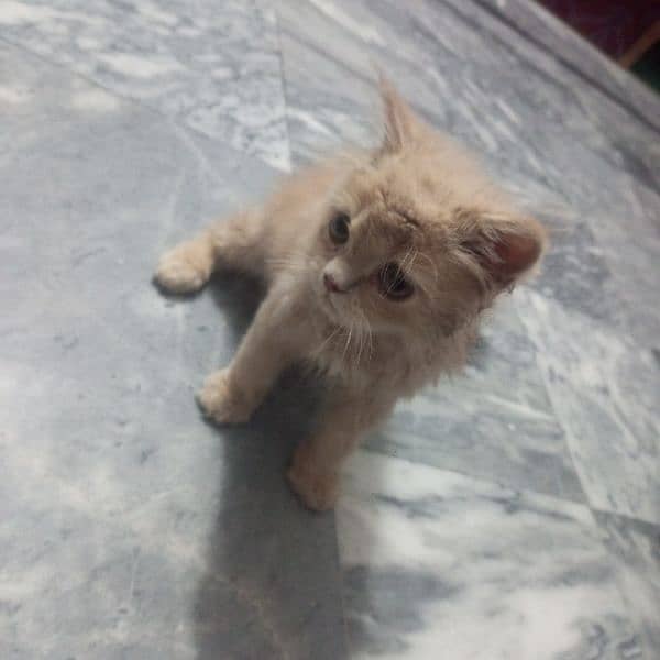 cute Persian cat brown hair 2