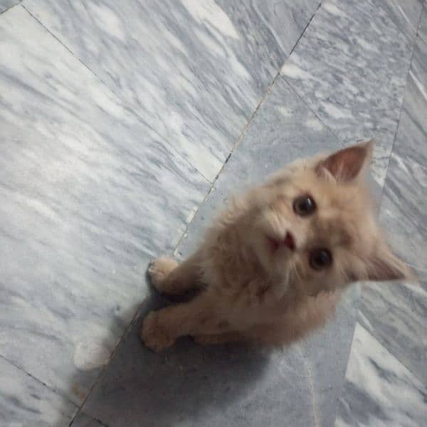 cute Persian cat brown hair 4