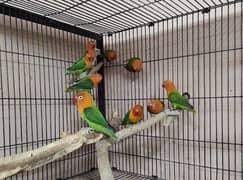 Green opaline chicks 3 to 5 months old