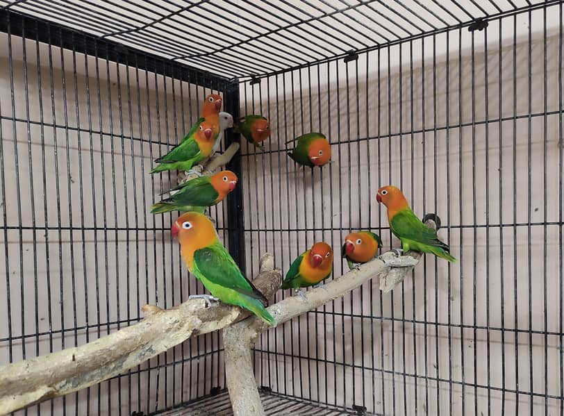 Green opaline chicks 7-8 months old 0