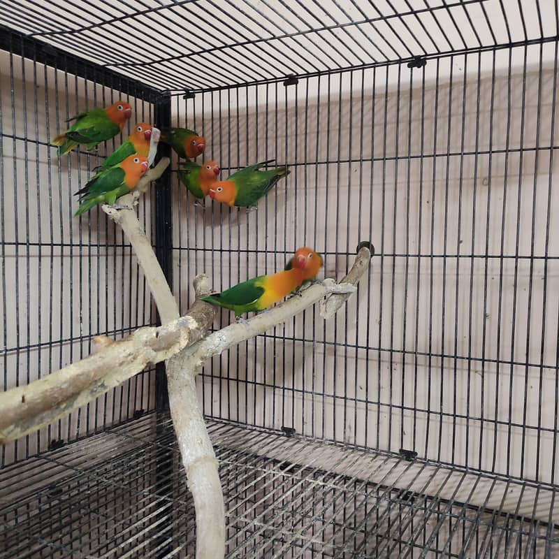 Green opaline chicks 7-8 months old 1