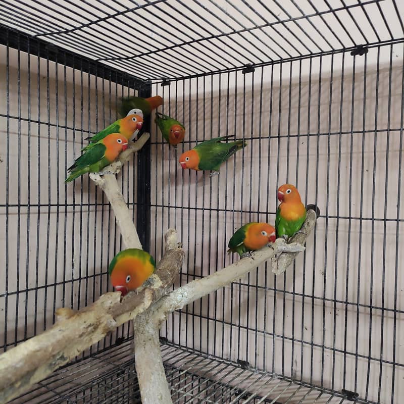 Green opaline chicks 2 to 4 months old 2