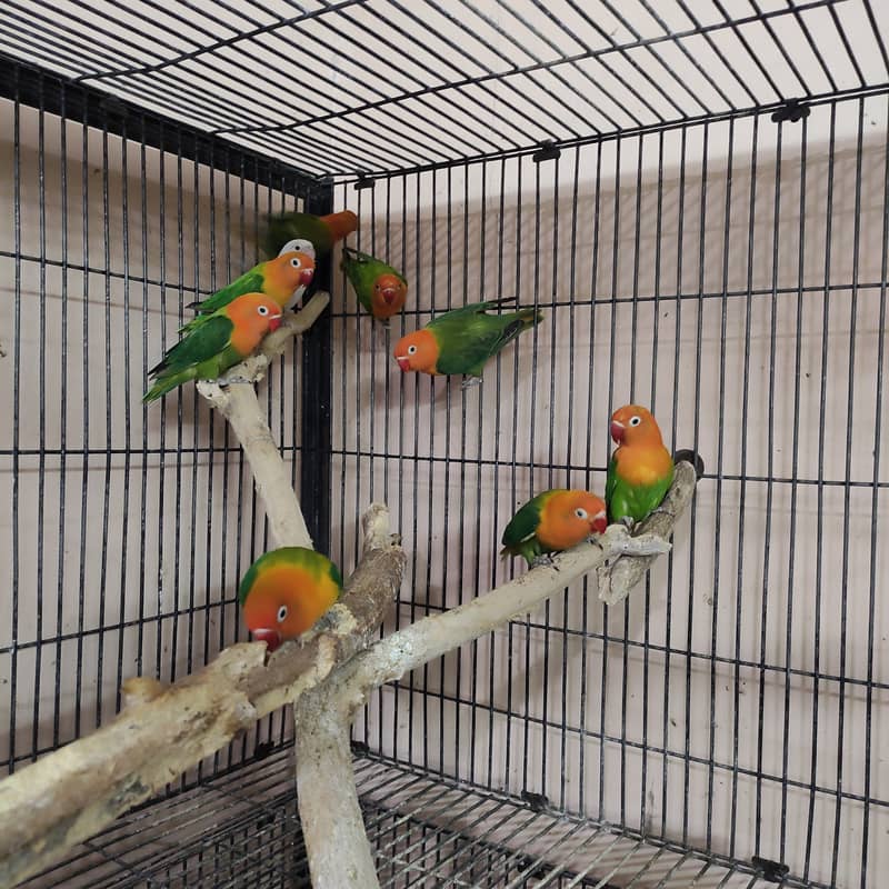 Green opaline chicks 7-8 months old 2