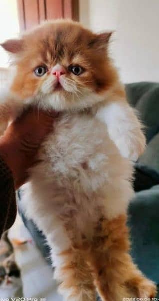 Persian Cat | Peke Face | Persian Kittens For Sale 1