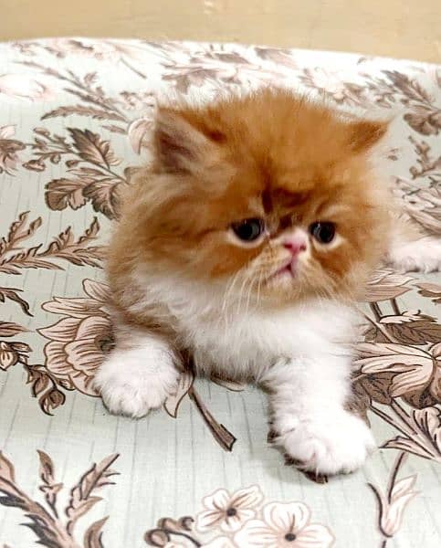Persian Cat | Peke Face | Persian Kittens For Sale 2