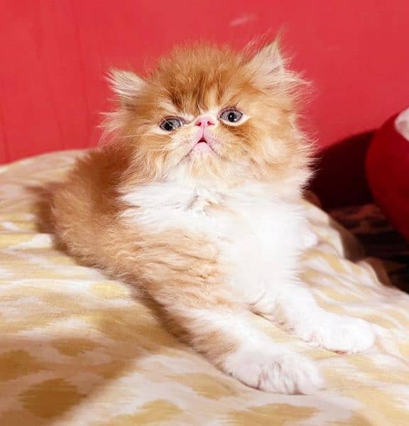 Persian Cat | Peke Face | Persian Kittens For Sale 3