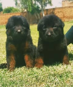 German Shepherd double coat adered pair 2 month for sale