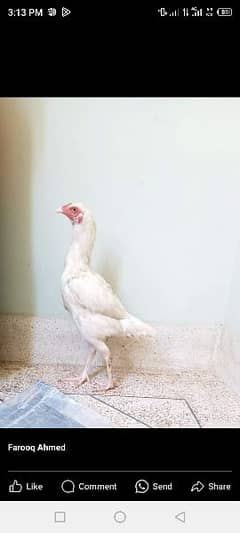 Hira for sale hen