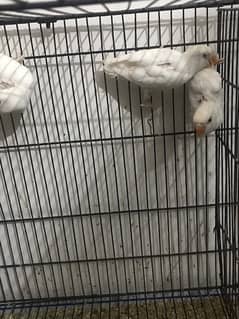 all love birds for sale 0