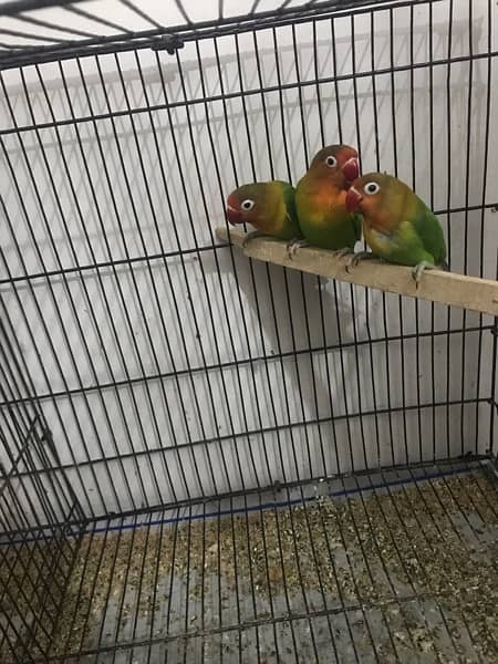 all love birds for sale 1
