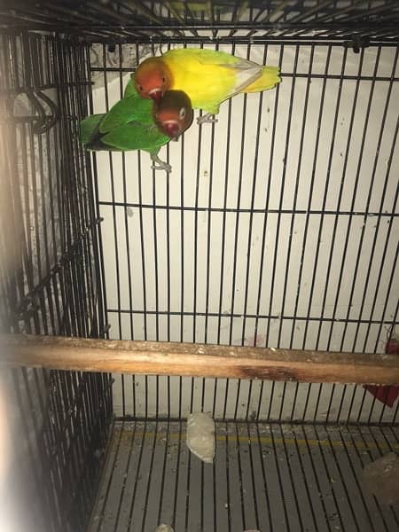all love birds for sale 2