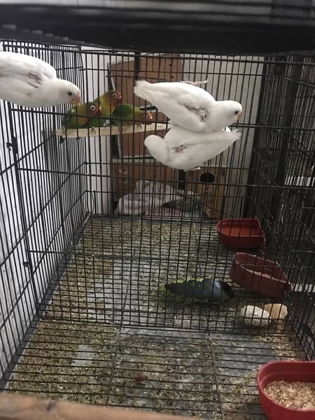 all love birds for sale 3