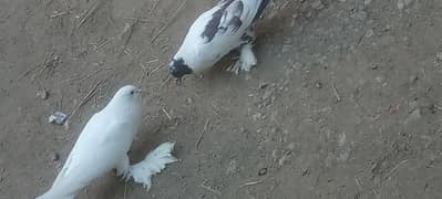 gubara pair for sale with one chik 03174699891 0