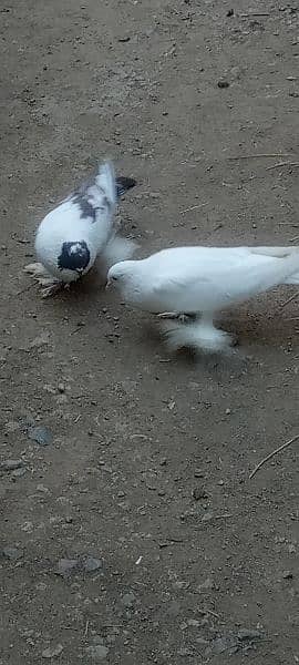 gubara pair for sale with one chik 03174699891 1