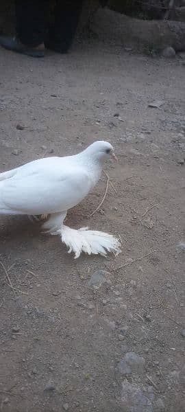 gubara pair for sale with one chik 03174699891 4
