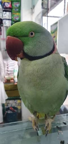 raw kashmiri talking parrot