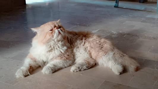 CFA bloodline peki ,paki , stud service