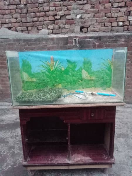 Fish Aquarium for sale 6