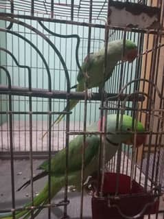 pahari parrots