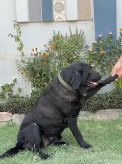 Labrador black female