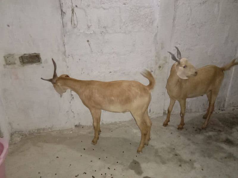 Goat For Sale 3