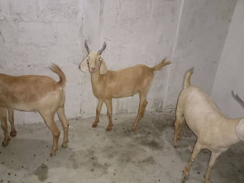 Goat For Sale 4