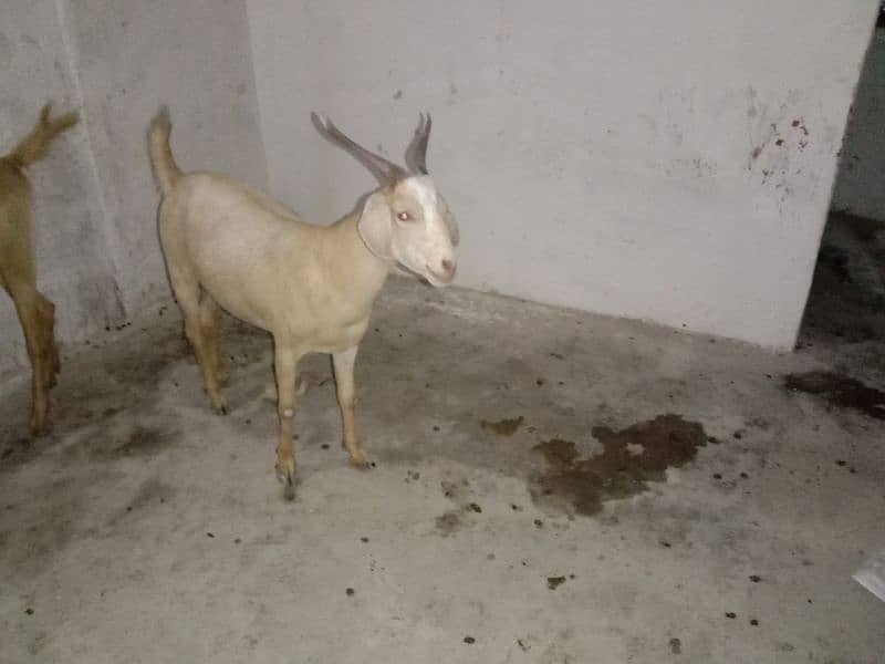 Goat For Sale 5
