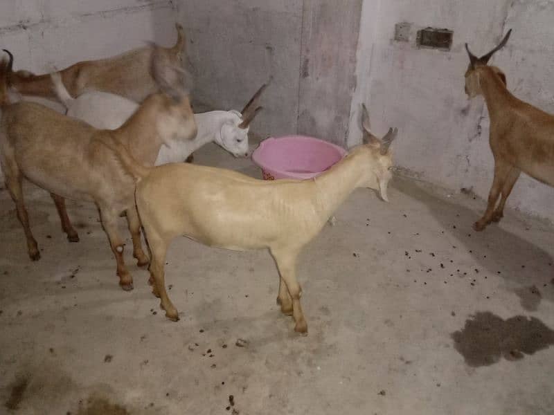 Goat For Sale 6