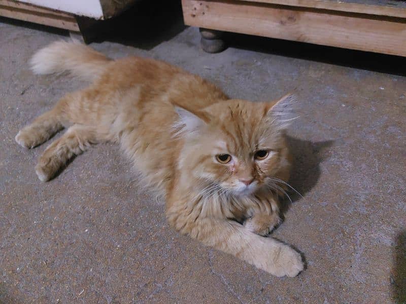 2year male persian cat 1