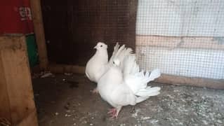 lakka pigeon available breedr pair 0