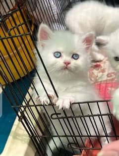 cat for sale my WhatsApp number 03267720525
