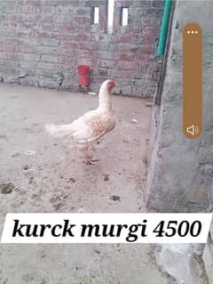 Aseel pair and two kurck murgi 0