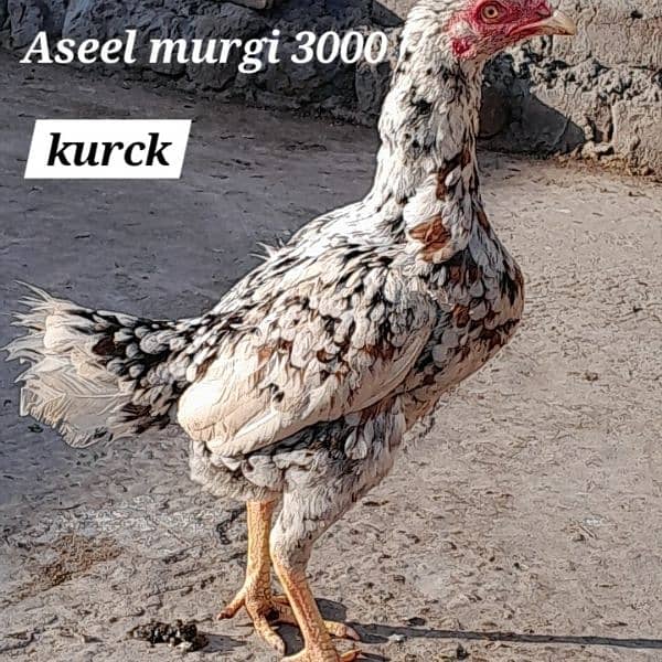 Aseel pair and two kurck murgi 2