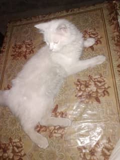 white Persian male cat