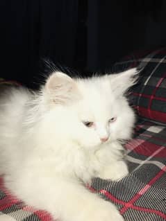 Baby persian cat