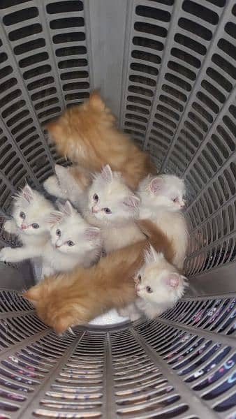 Persian cats 4