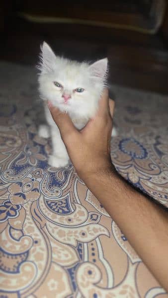 Persian cats 5