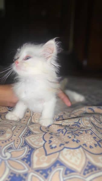 Persian cats 8