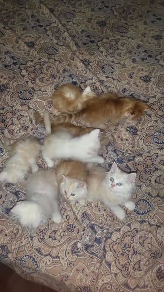 Persian cats 10