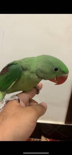 parrot available for sale